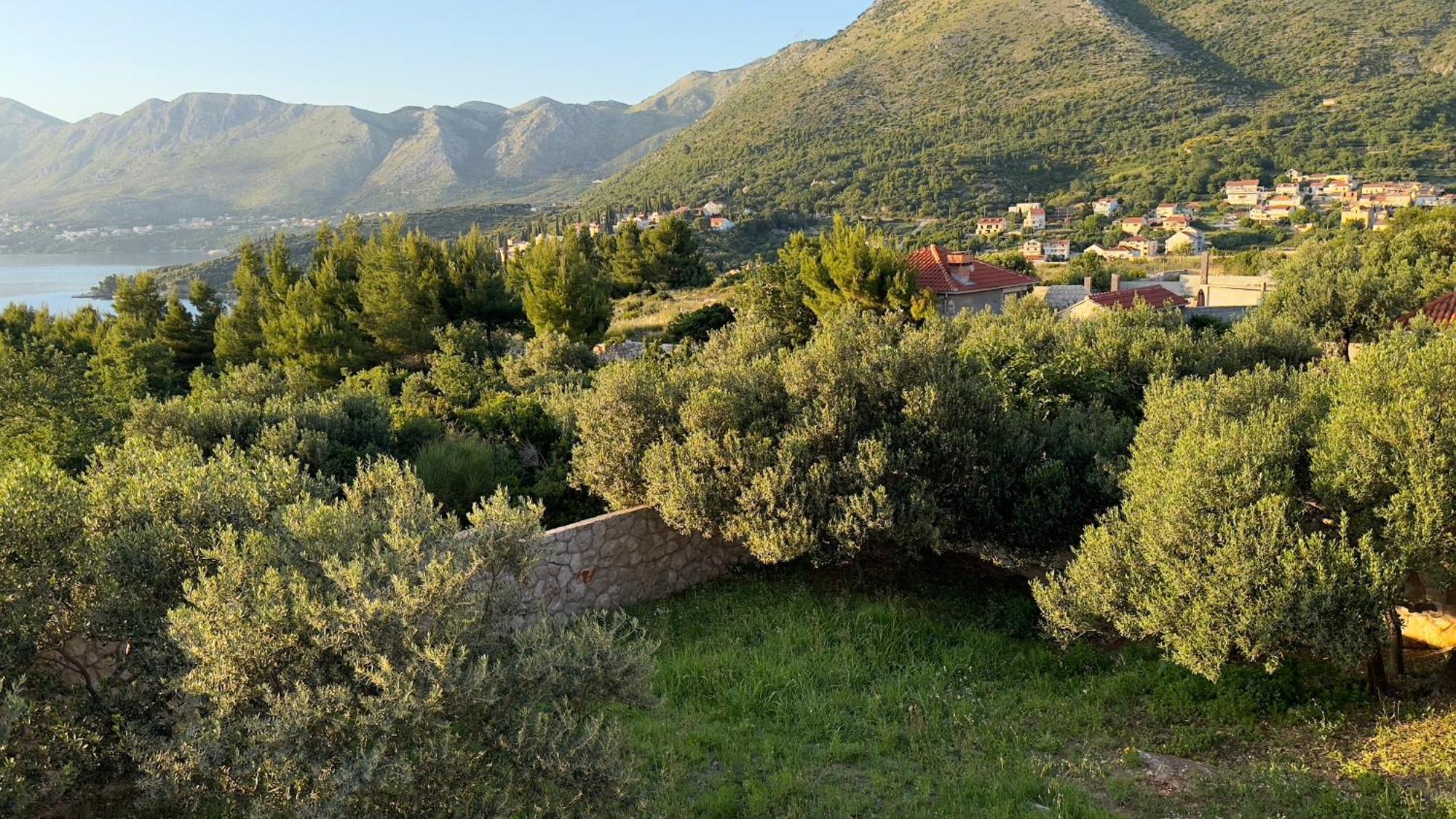 Oliva